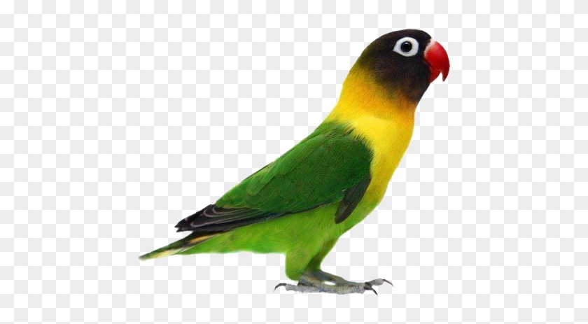 Gambar Png Burung Love Bird - Green Mask Lovebirds #803130