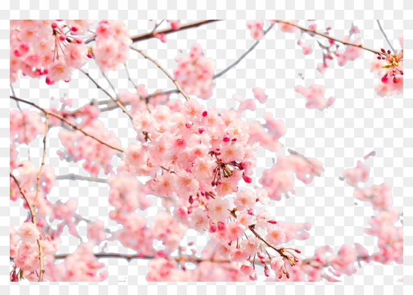 Japan Cherry Blossom 4k Resolution Wallpaper - Cherry Blossom Wallpaper Png #803209