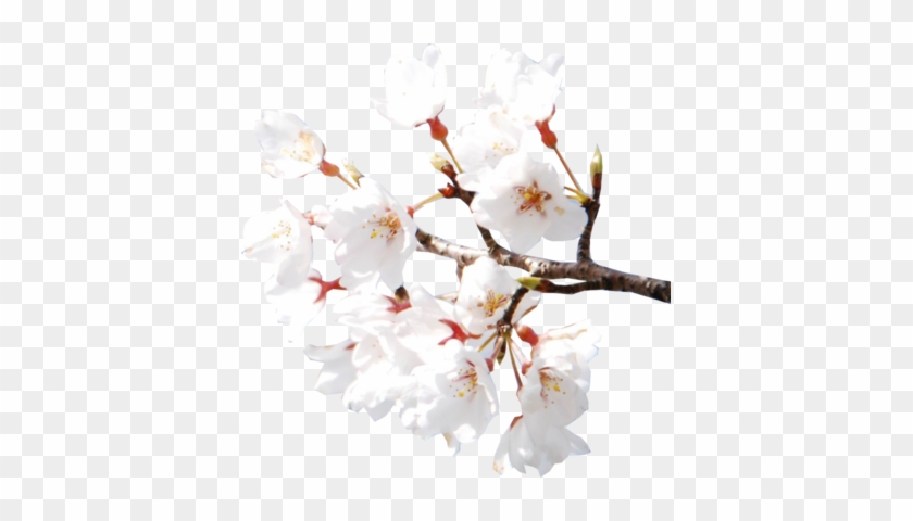 Arbol De Cerezo Render #803253
