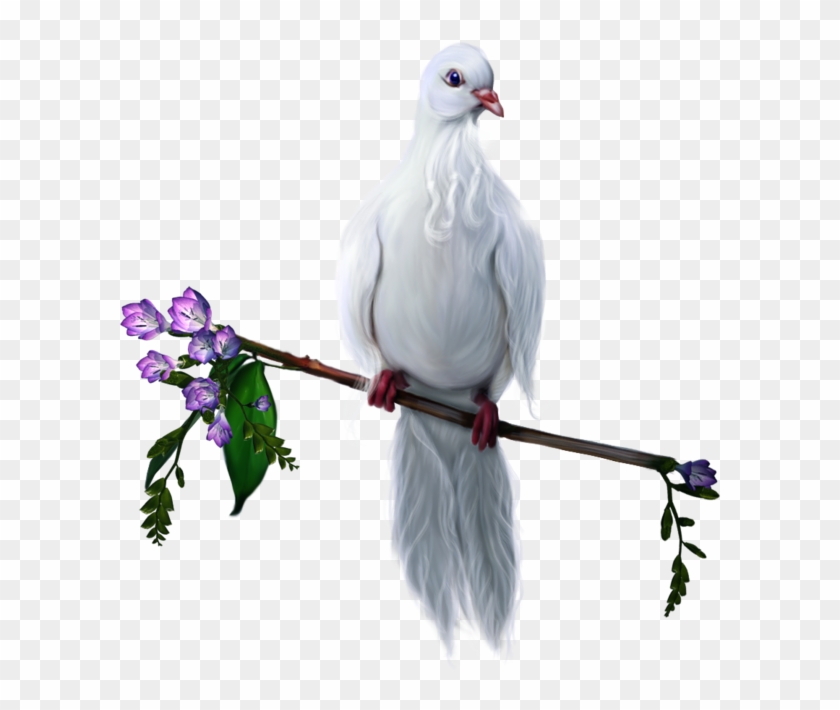 Bird Domestic Pigeon Clip Art - Bird Domestic Pigeon Clip Art #803303