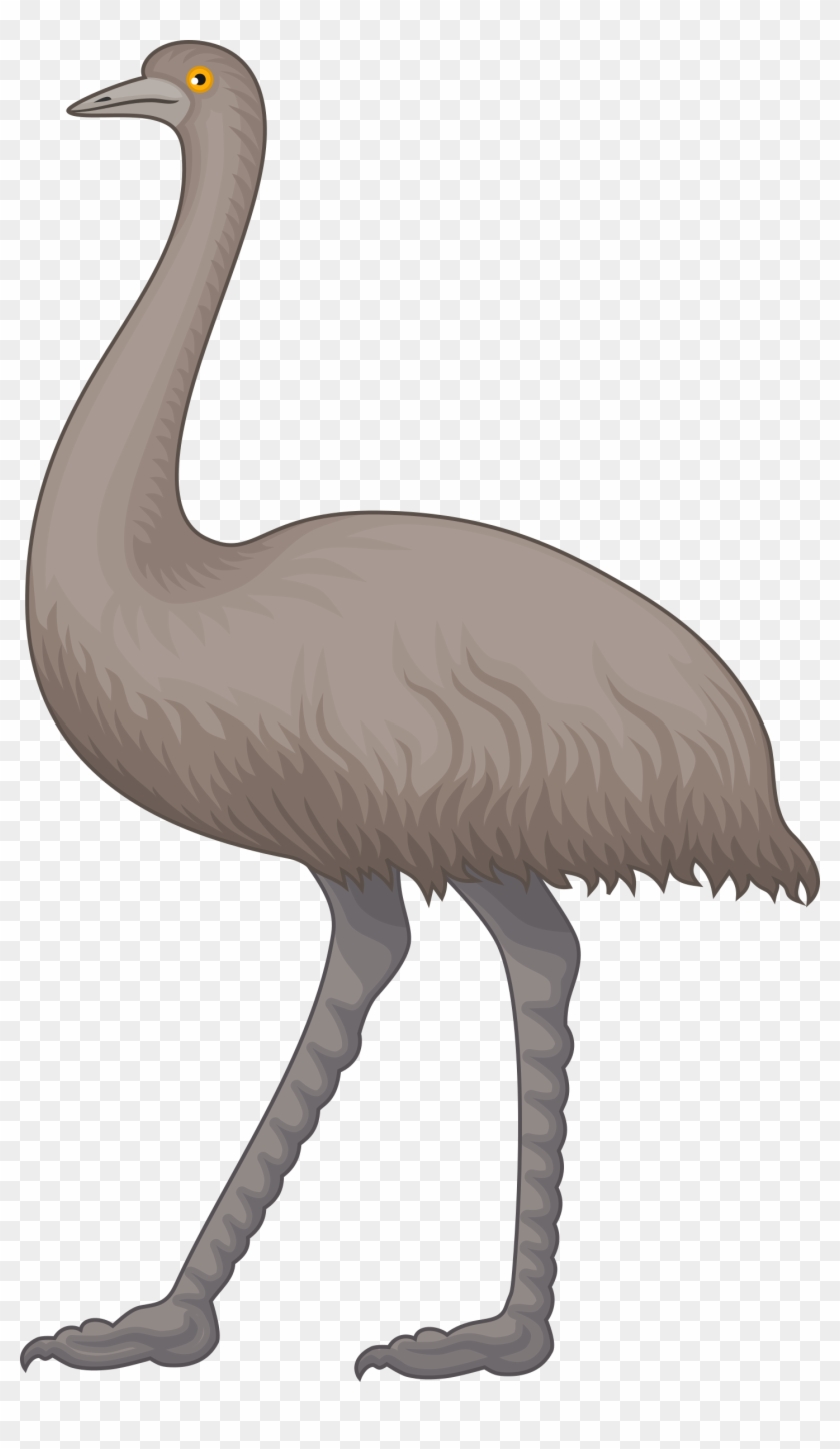 Emu - Clip Art Emu #803341