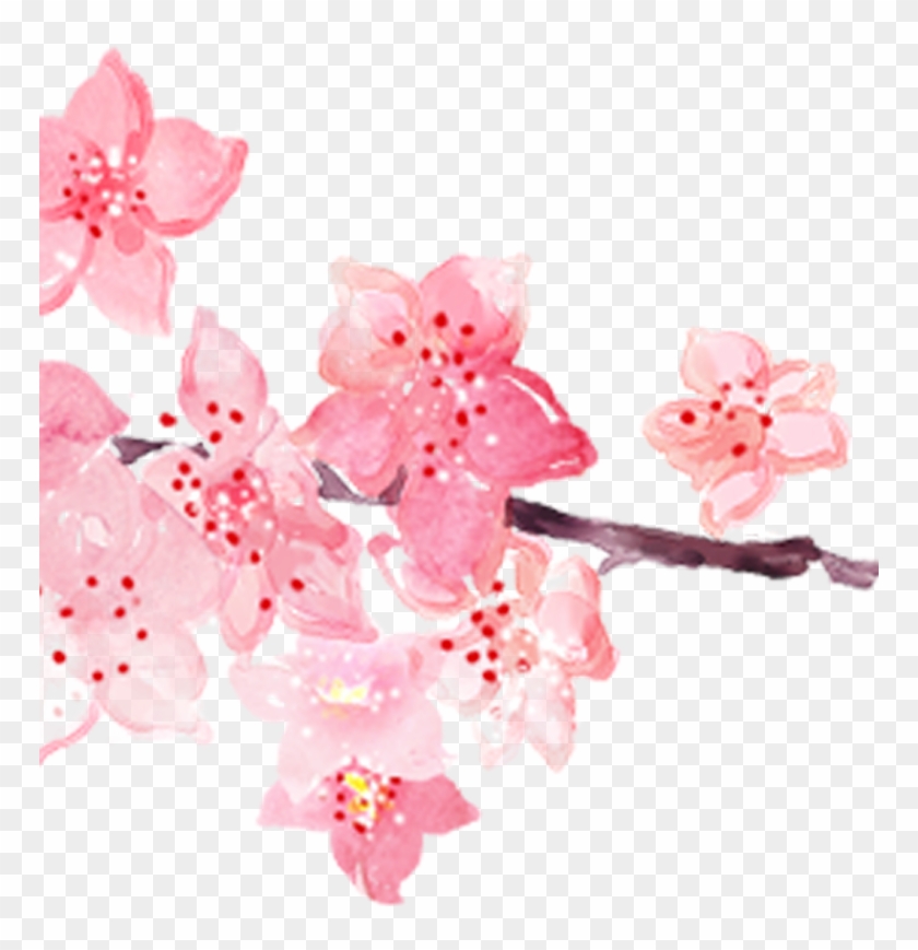 Pink Cherry Blossom Watercolor Painting - 櫻花 Png #803357