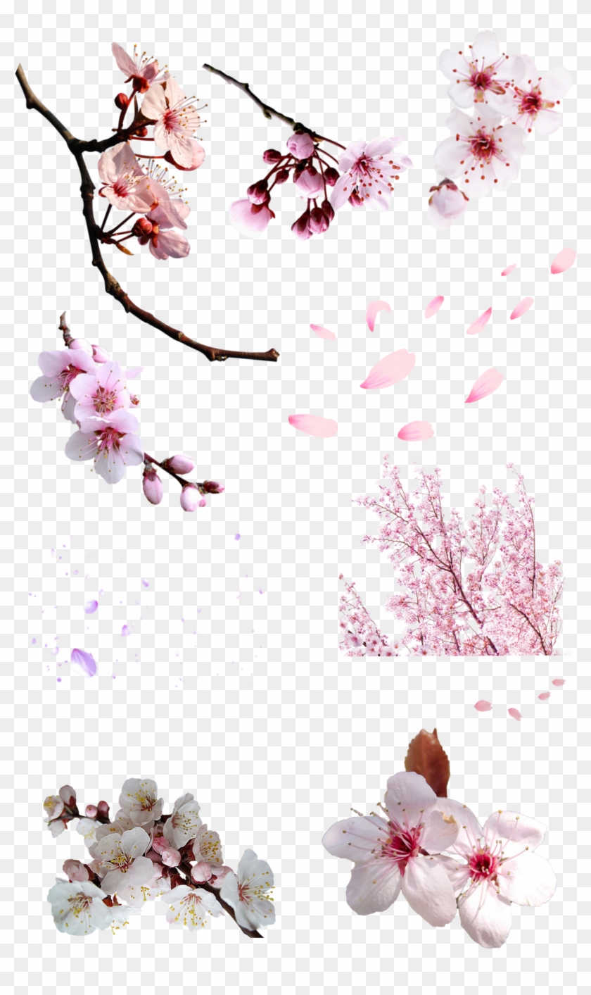 National Cherry Blossom Festival Cerasus Flower - National Cherry Blossom Festival Cerasus Flower #803776