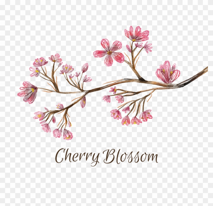 National Cherry Blossom Festival - Cherry Blossom #803780
