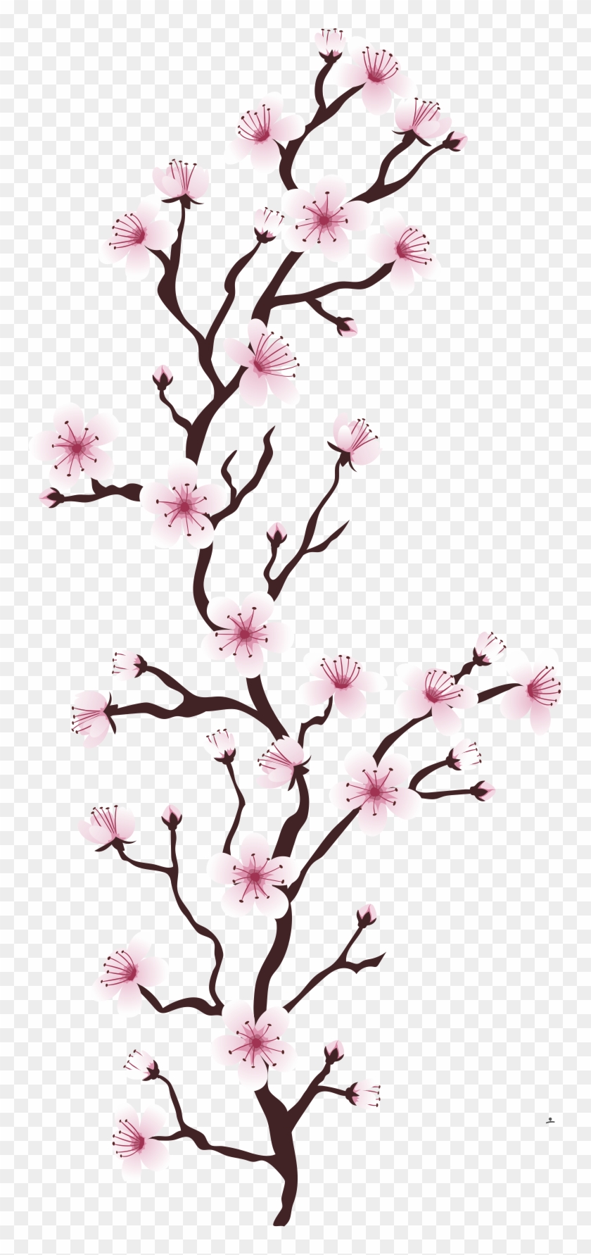 Cherry Blossom Flower Tree Euclidean Vector Cerasus - Cherry Blossom Flower Tree Euclidean Vector Cerasus #803823