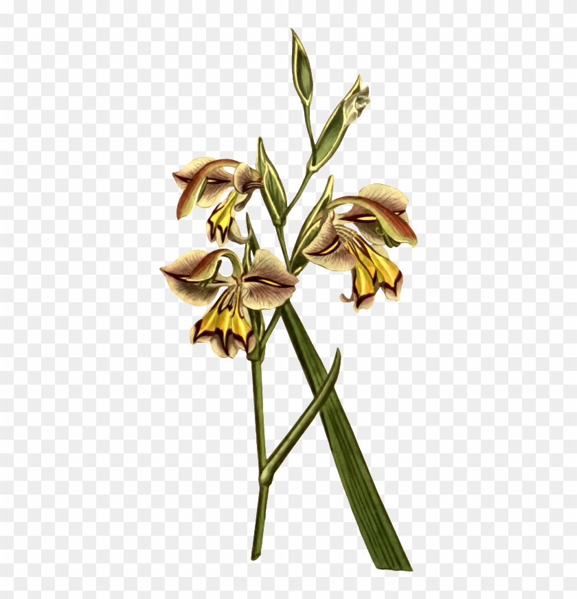 Medium Image - Yellow Canada Lily #803835