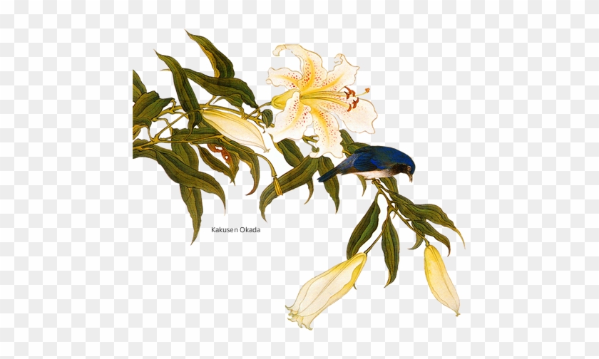 ユリの花 Lily Free Transparent Png Clipart Images Download