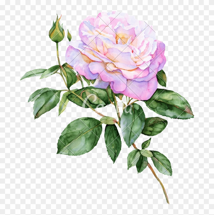 Beautiful Pink Rose Watercolor Illustration - Illustration #803901