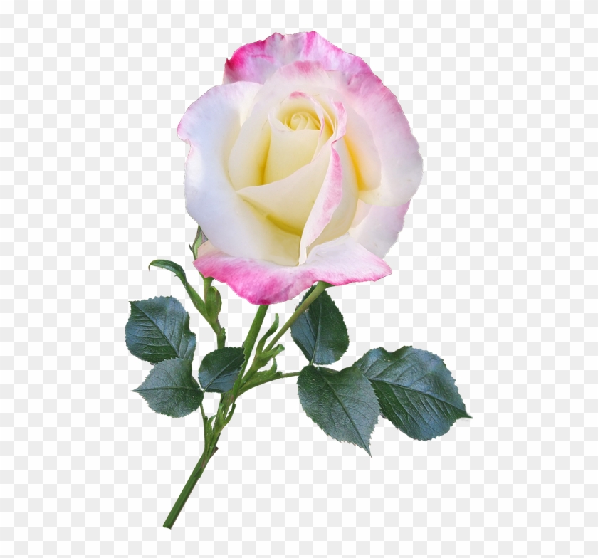 Rose, Bloom, Flower, Stem, Nature, Romantic - Flower #803904