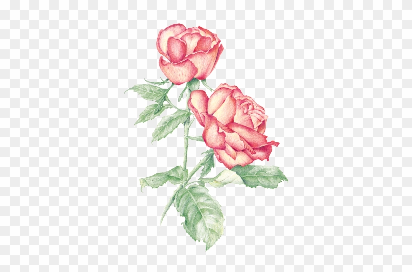 Rose - Rose #803909