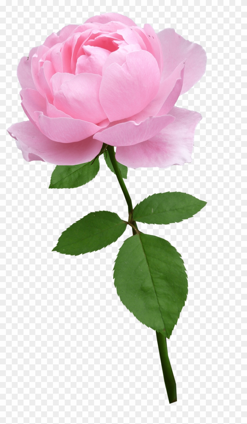 Rose, Stem, Pale Pink, Flower, Bloom - Saludos De San Valentin #803925