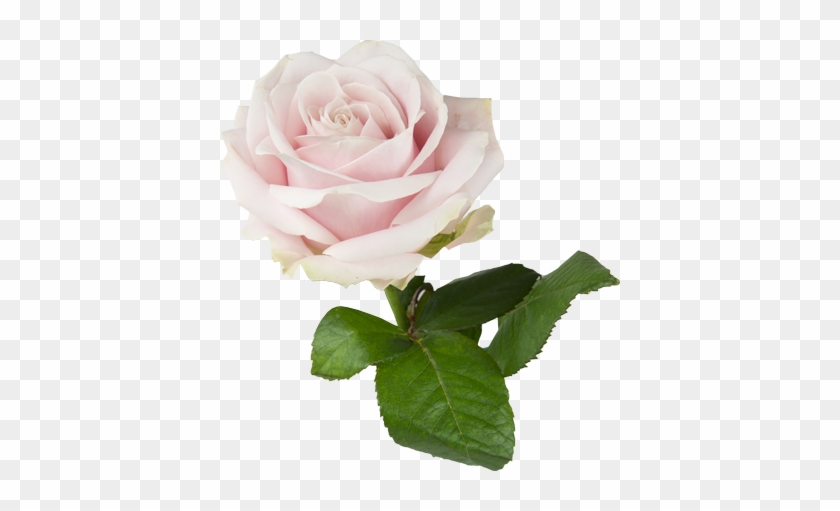 Rose #803926