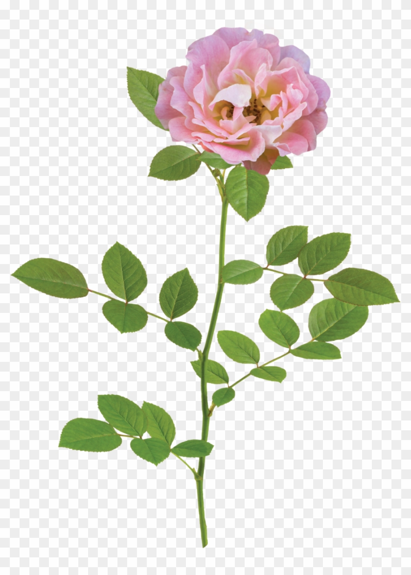 The Peach Drift® Rose - Natural Flower Png #803927