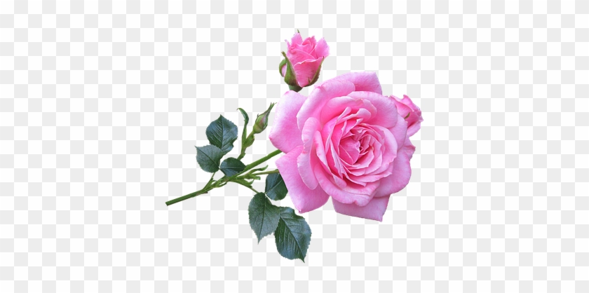 Pink, Rose, Stem, Flower - Good Morning Gif New Rose #803930