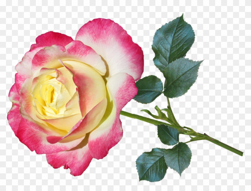 Flower, Rose, Petal, Love, Floral - Saludos Por San Valentin #803933