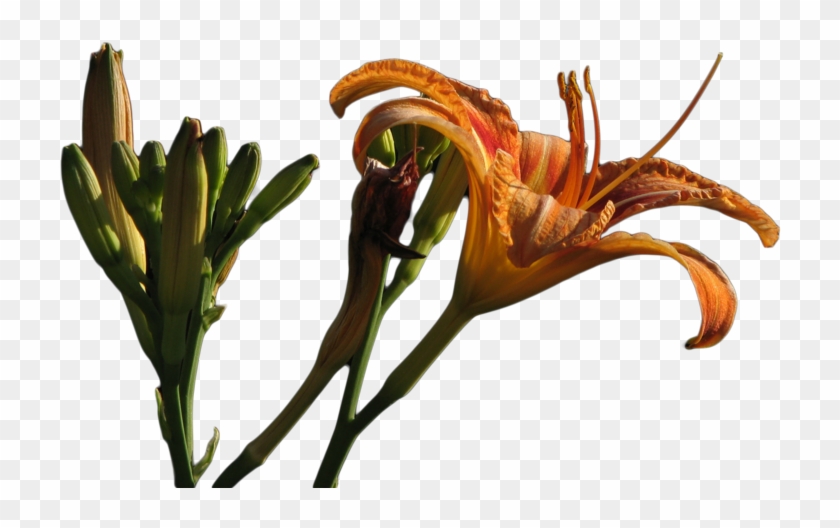 Lily Png File By Allforresources - Fire Lily #803948