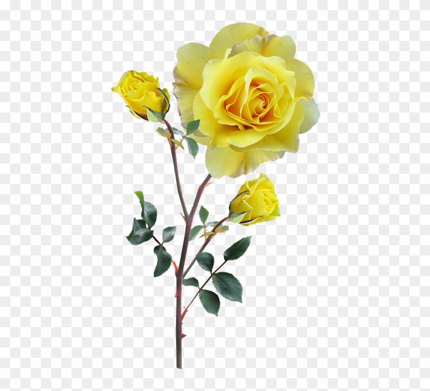 Rose, Yellow, Stem, Buds - Rose Gelb Png #804021