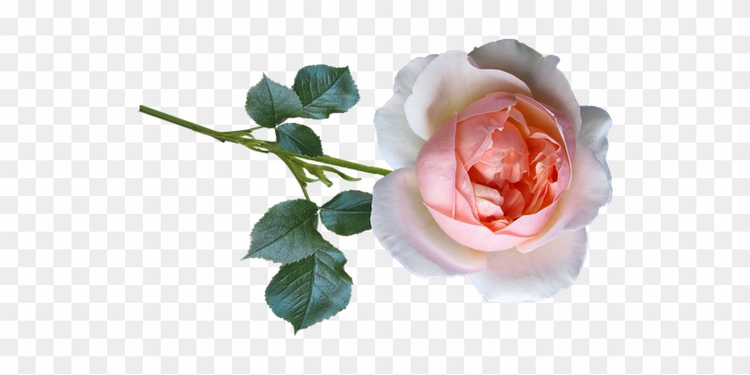 Rose #804043