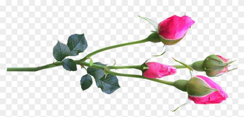Flower, Stem, Rose, Buds Pink - Rose Buds #804048