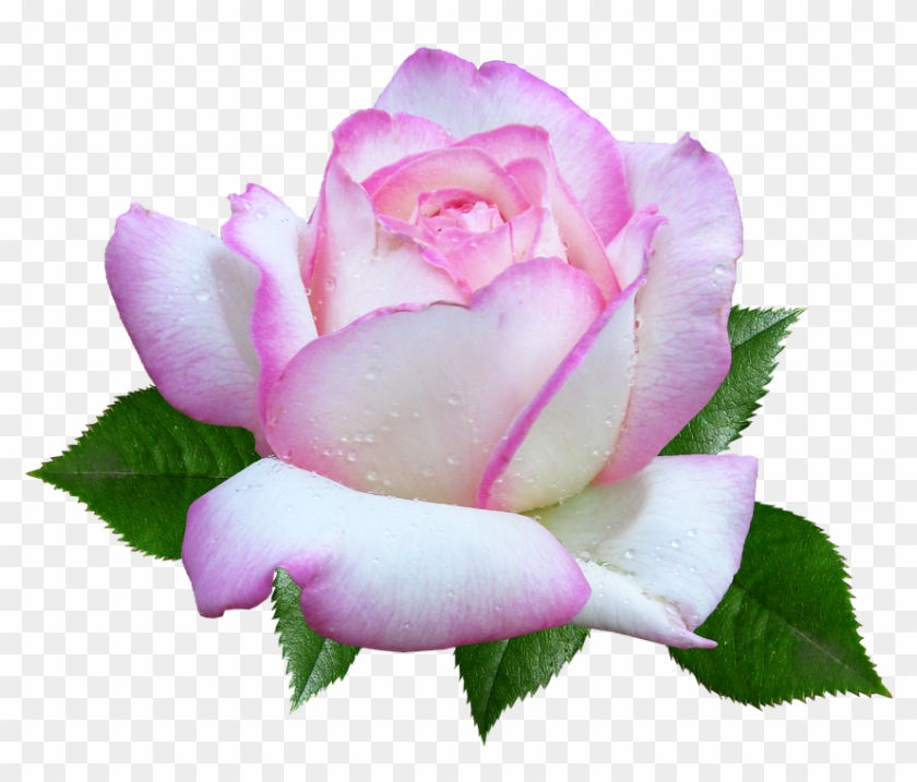 Rose, Flower, Garden, Cut Out - Rose #804055