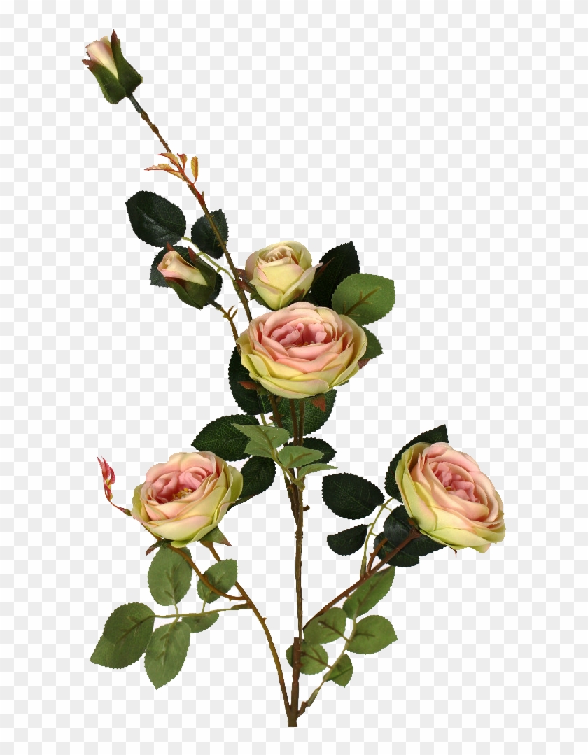 Pink Austin Rose Spray 33in - Garden Roses #804089