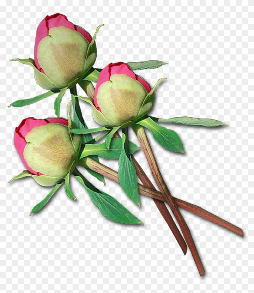 Cut Flowers Centifolia Roses Garden Roses Floral Design - Cut Flowers Centifolia Roses Garden Roses Floral Design #804220