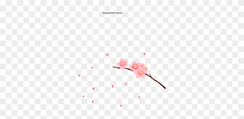 Vector Cherry Blossom In Spring Time, Vector Cherry - Cherry Blossom #804405
