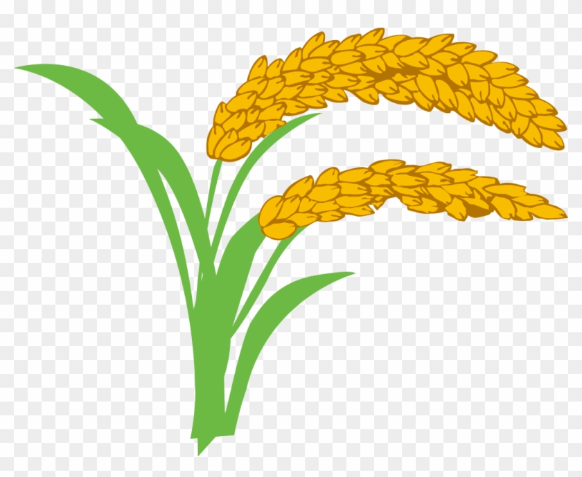 Rice Oryza Sativa Wheat Clip Art - 稻米 卡通 圖片 #804680