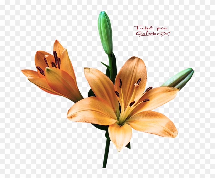 Fleurs Plantes - Orange Lily #804750