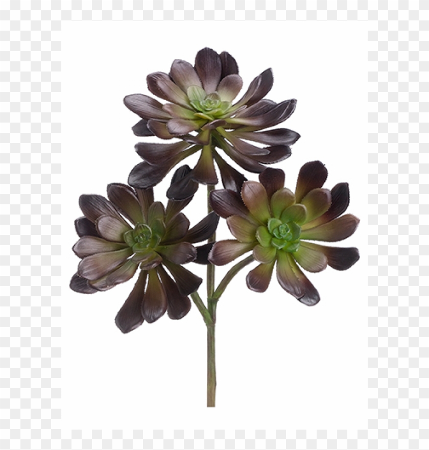 19" Echeveria Burgundy - Artificial Flower #804762