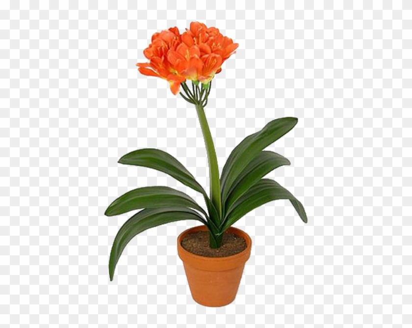 Кливия - Clivia #804782