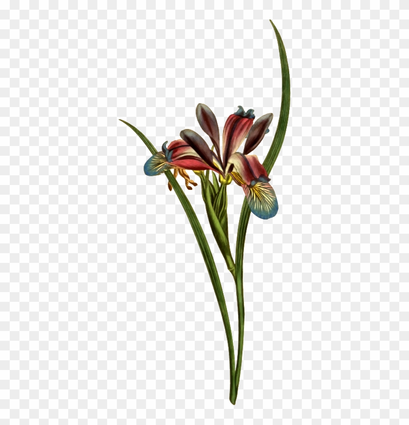 Medium Image - Zazzle Gras-leaved Flaggen-iris-illustration Otterbox #804820