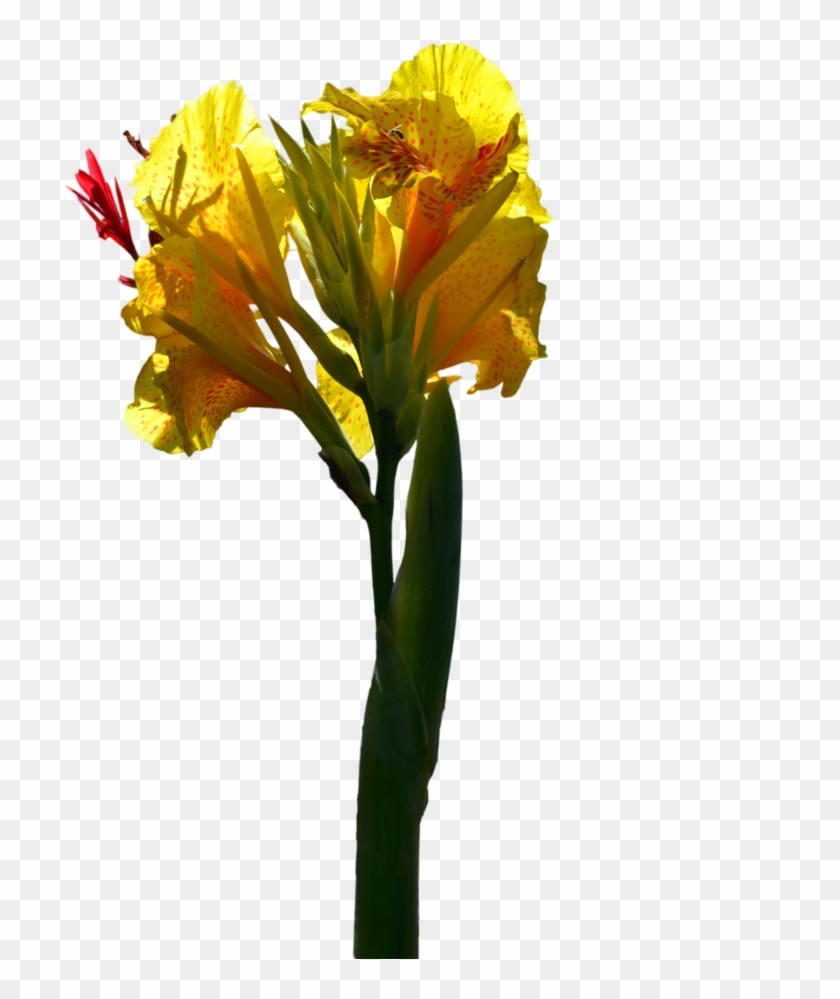 Canna Lily #804863