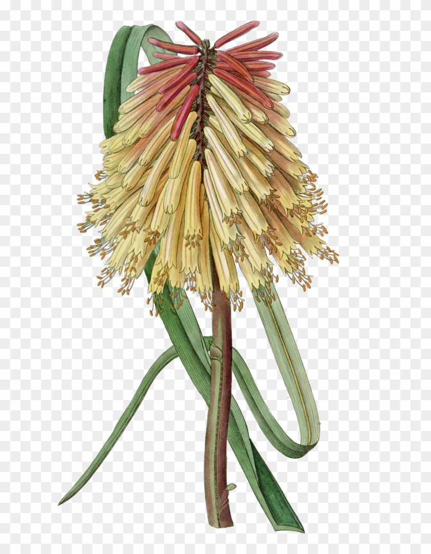 Kniphofia Uvaria - Red Hot Poker Plant Png #804904