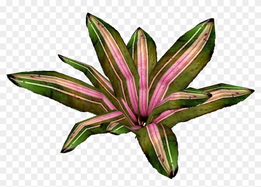 Neoregelia 3 - Bromelia #804908