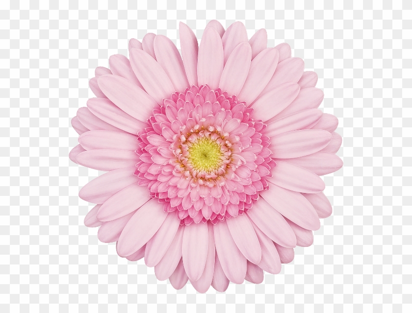 Pink Flower Png #805023