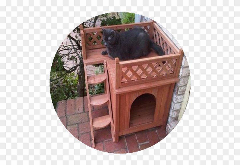 Cat #805179