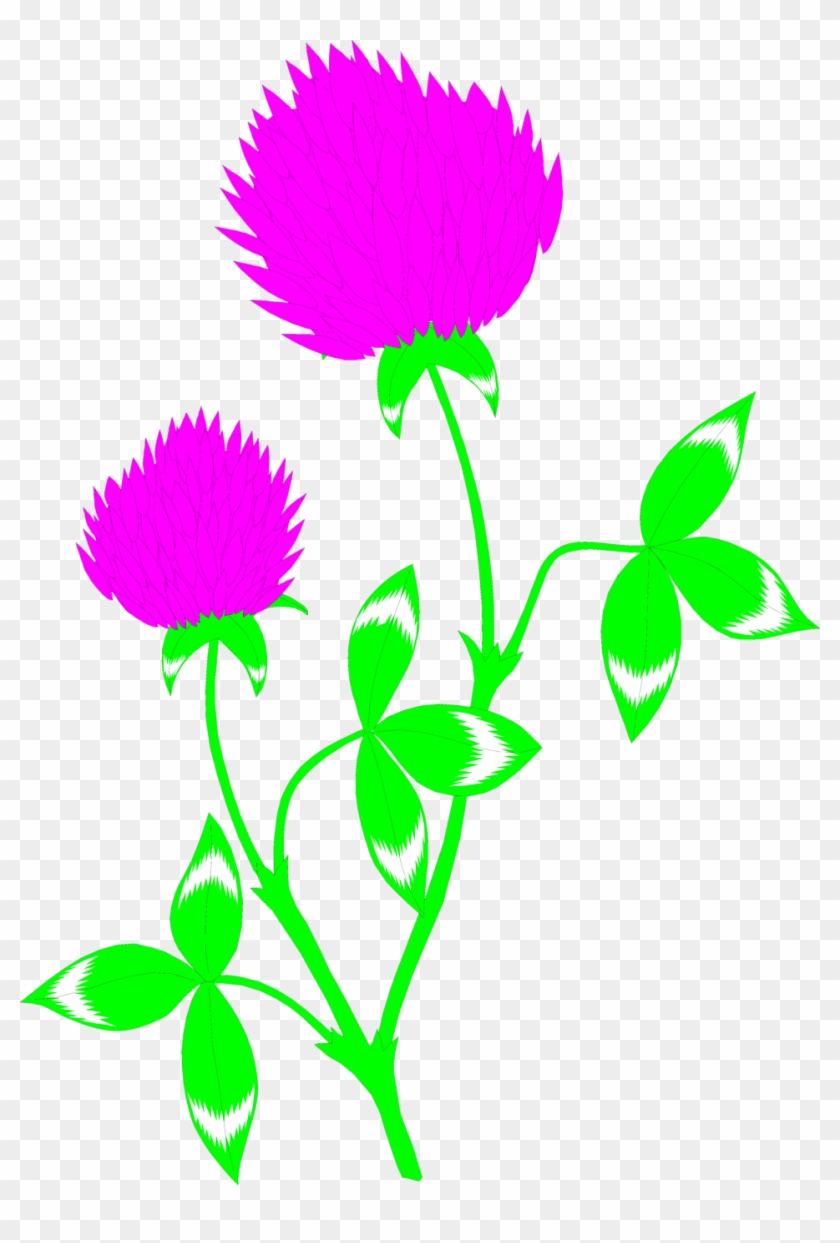 Red Clover - - Red Clover Png #805209