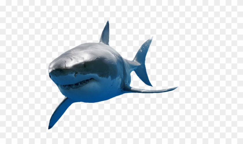 Share This Image - Endangered Great White Shark (medium) #805213