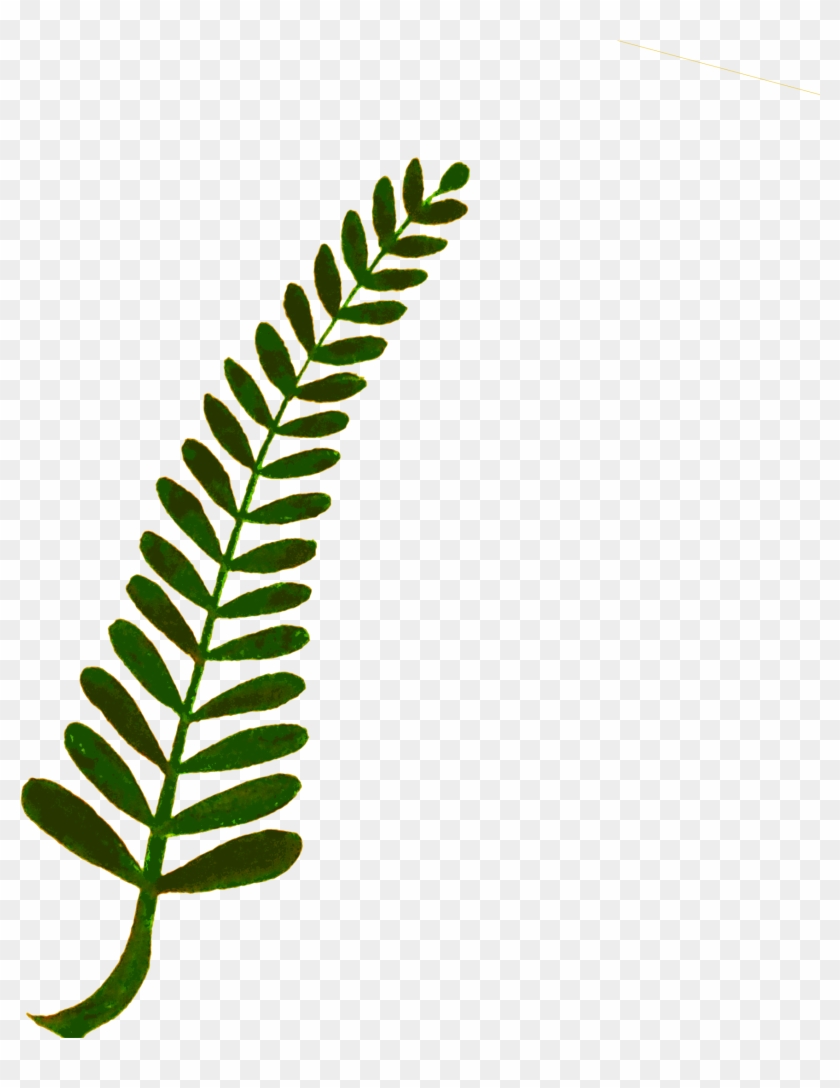 Illustration- Leaf, Twig, - Fern #805231