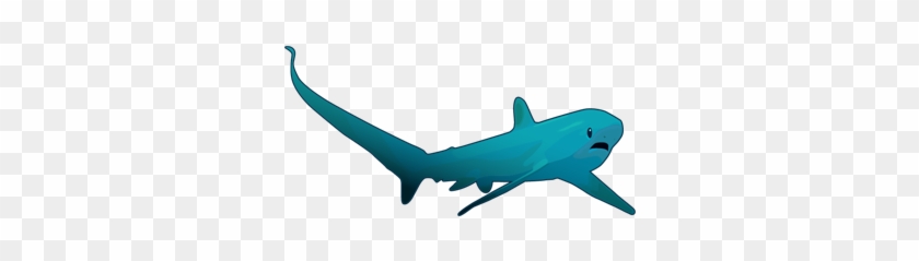 Thresher Shark - Tiger Shark #805236