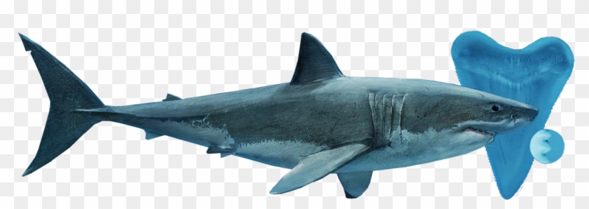 Posted Image - Great White Shark #805238