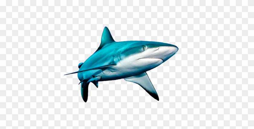Share - Great White Shark #805301