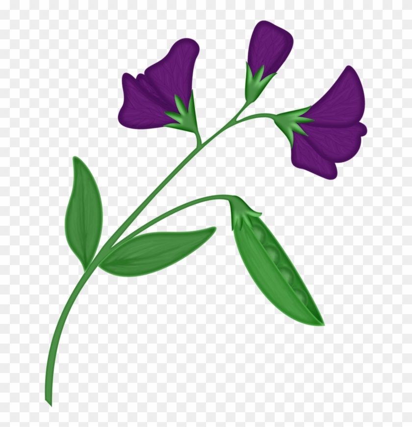 Pea Flower Petal - Pea Flower Petal #805340