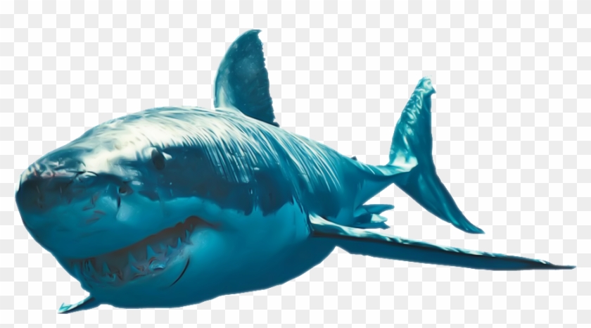 Great White Shark - White Shark Png #805428