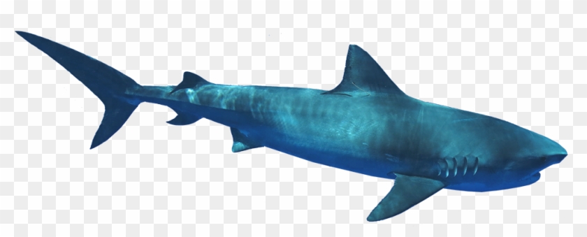 C - Bronze Hammerhead Shark #805506
