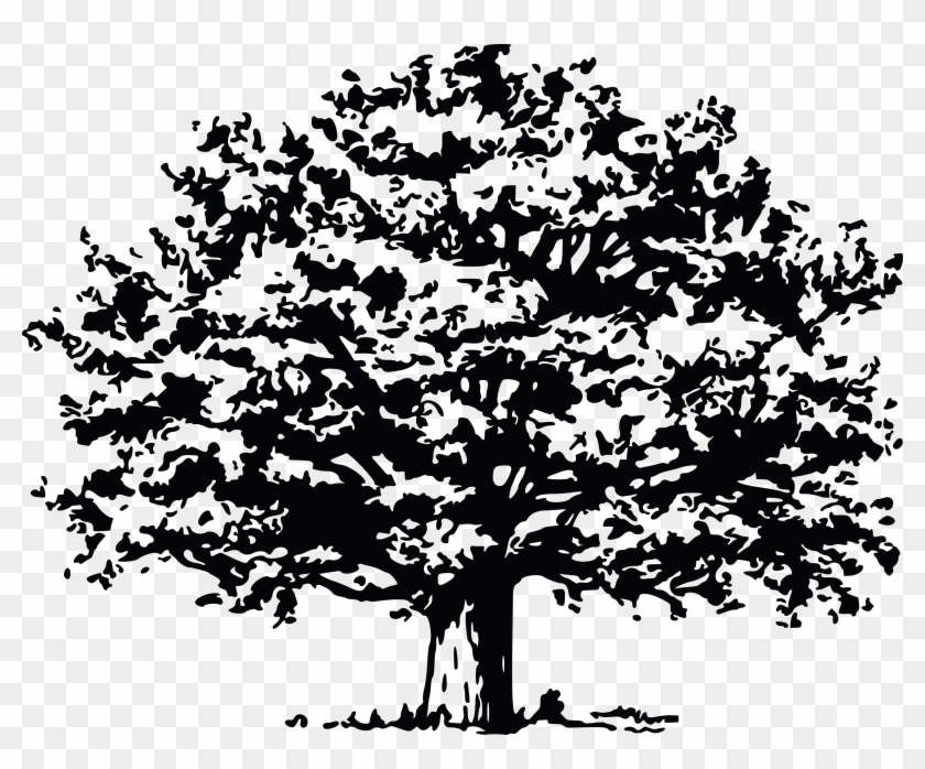 Free Clipart Of A Tree - Plane Tree Drawing #805785
