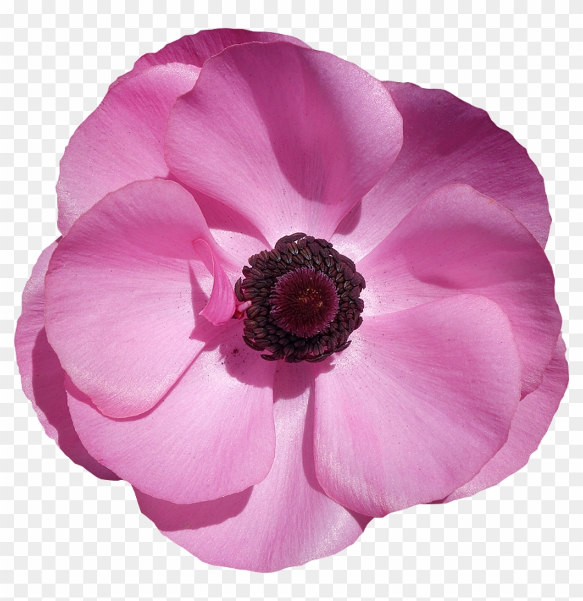Begonia Detouree C Www Fleur Anemone Png Free Transparent Png Clipart Images Download