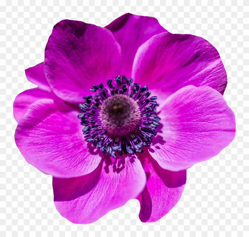 Poppy Flower, Blossom, Bloom, Purple, Flower - Collage: Notebook 150 Lined Pages 5 X 8 [book] #806386