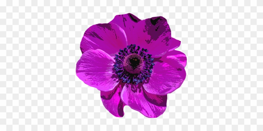 Poppy Blossom Bloom Flower Purple Nature C - Poppy #806391